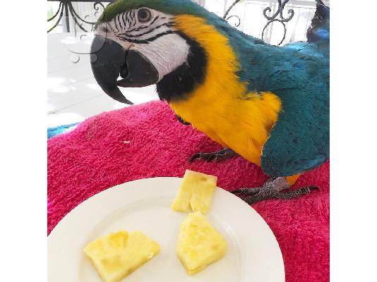 PoulaTo: Loros guacamayos escarlata machos y hembras